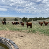 Parker Ranch images 3