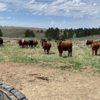 Parker Ranch images 4