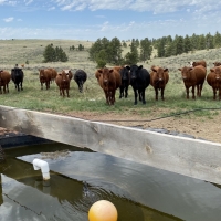 Parker Ranch images 5