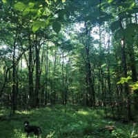 25 Acres in Winston County in Louisville MS images 2