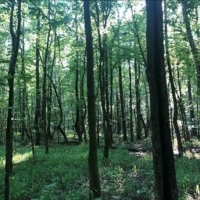 25 Acres in Winston County in Louisville MS images 3