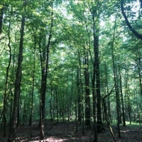 25 Acres in Winston County in Louisville MS images 4