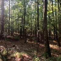 25 Acres in Winston County in Louisville MS images 5