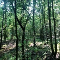 25 Acres in Winston County in Louisville MS images 6