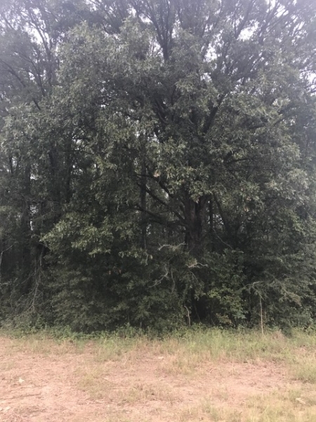 LA - Franklin McEacharn 160 acres - featured image