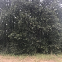 LA - Franklin McEacharn 160 acres -