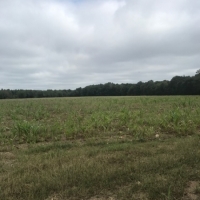 LA - Franklin McEacharn 160 acres - images 2