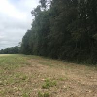 LA - Franklin McEacharn 160 acres - images 3