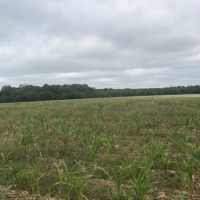 LA - Franklin McEacharn 160 acres - images 4