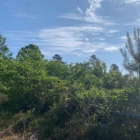 AR - Ashley Fleming 117 acres - images 3