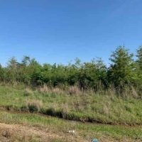 AR - Ashley Fleming 117 acres - images 5