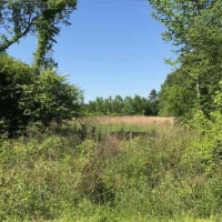 LA - Richland Meador 90 acres - images 2