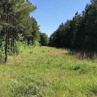LA - Richland Meador 90 acres - images 6