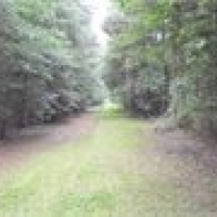 LA - Ouachita Midyette 80 acres - images 2