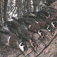 LA - Richland The Haven 267 acres - SHARE images 4