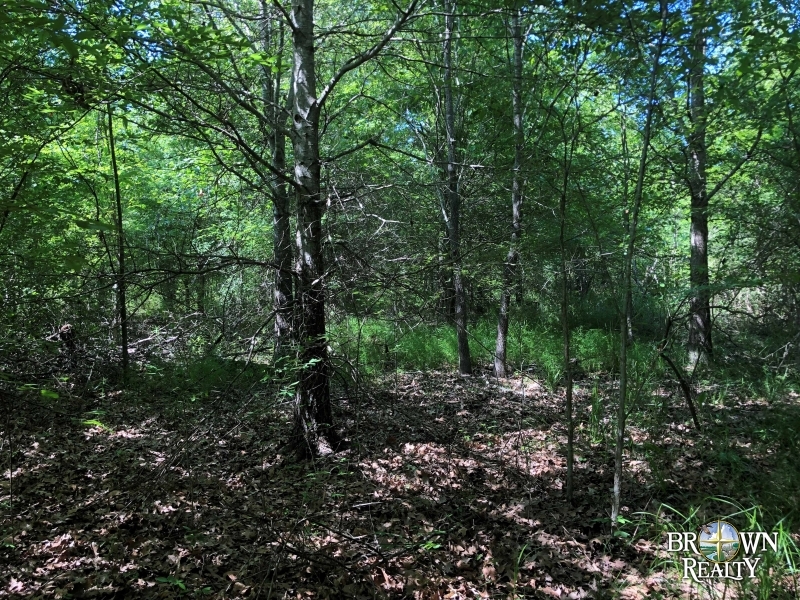 LA - West Carroll Bearskin 45 acres - featured image