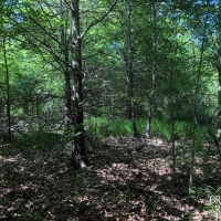 LA - West Carroll Bearskin 45 acres -