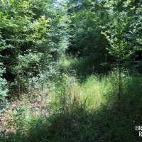 LA - West Carroll Bearskin 45 acres - images 2