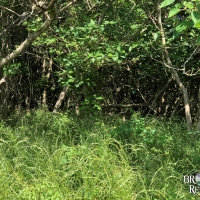 LA - West Carroll Bearskin 45 acres - images 3