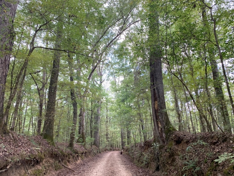 MS - Jefferson Patterson 221 acres - featured image