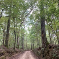 MS - Jefferson Patterson 221 acres -