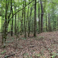 MS - Jefferson Patterson 221 acres - images 2
