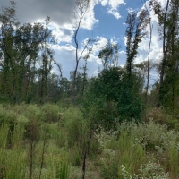 MS - Jefferson Patterson 221 acres - images 3