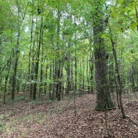 MS - Jefferson Patterson 221 acres - images 4