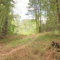 MS - Jefferson Patterson 221 acres - images 5