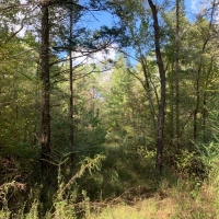 MS - Jefferson Patterson 221 acres - images 6