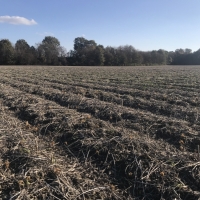 AR - Arkansas Warren 80 acres - images 2