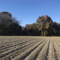 AR - Arkansas Warren 80 acres - images 3