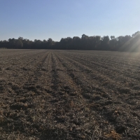 AR - Arkansas Warren 80 acres - images 6