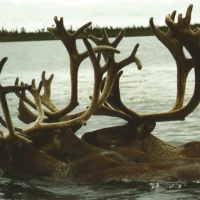 Remote lake front - 86 Acres in Western Alaska images 6