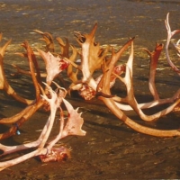 Remote lake front - 86 Acres in Western Alaska images 3