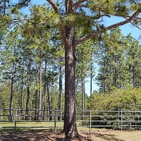 1 401 Acres Hickory Creek Farm in Hancock County in Carriere MS images 2