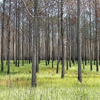 1 401 Acres Hickory Creek Farm in Hancock County in Carriere MS images 5