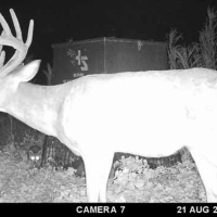 MS - Warren Lusco Wadleigh 1115 acres -