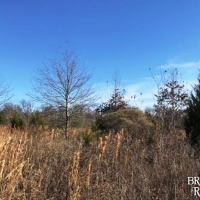 LA - Tensas Jones 90 acres -