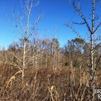 LA - Tensas Jones 90 acres - images 2