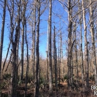 LA - Tensas Jones 90 acres - images 6