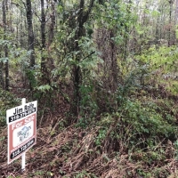 LA - Catahoula Entrada 40 acres - images 2