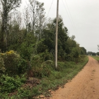 LA - Catahoula Entrada 40 acres - images 4
