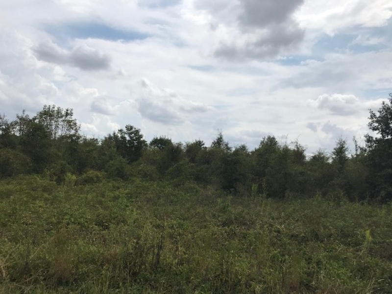 LA - West Carroll Barnidge 80 acres - featured image