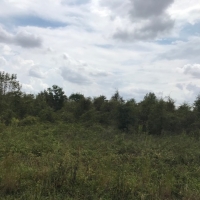LA - West Carroll Barnidge 80 acres -