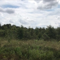 LA - West Carroll Barnidge 80 acres - images 3