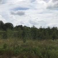 LA - West Carroll Barnidge 80 acres - images 4
