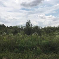 LA - West Carroll Barnidge 80 acres - images 5