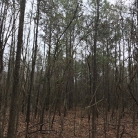LA - Franklin Hawthorne 10 ac - images 4