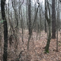 LA - Franklin Hawthorne 10 ac - images 5